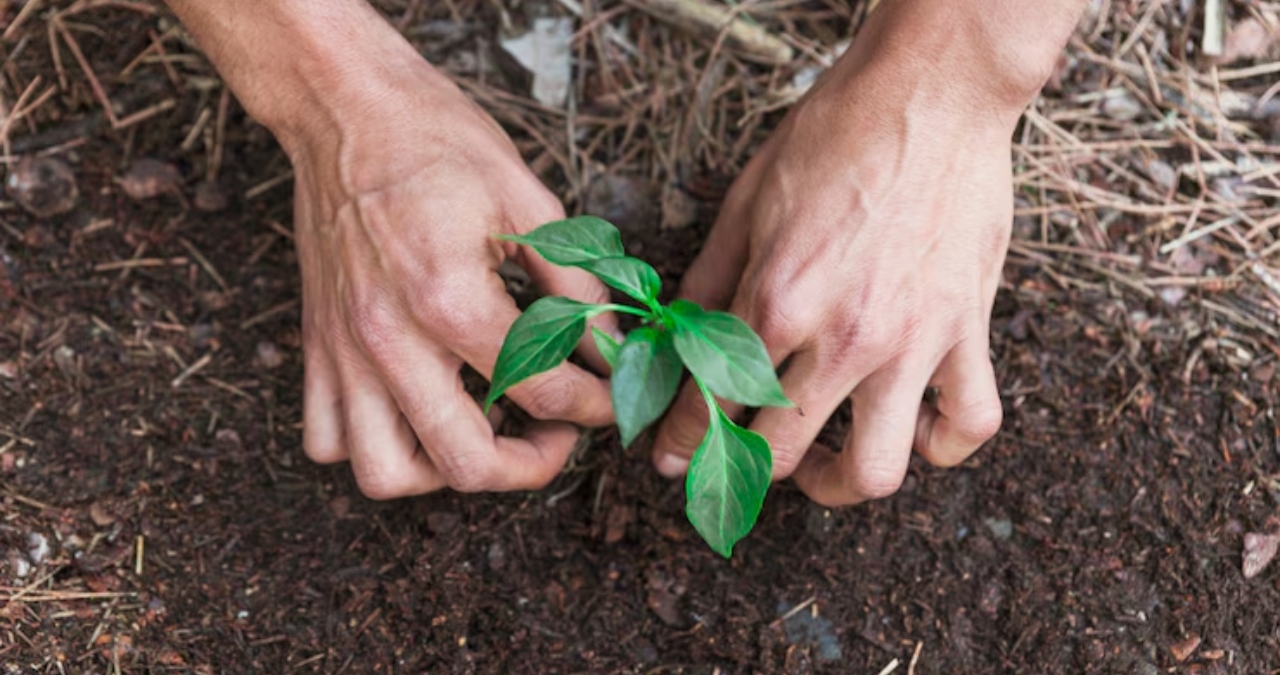 ¿Se puede plantar árboles en la vía pública en CDMX?