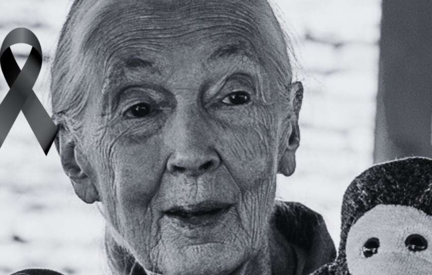 ¿Quién fue Jane Goodall, la investigadora que dedicó su vida al estudio de los chimpancés?