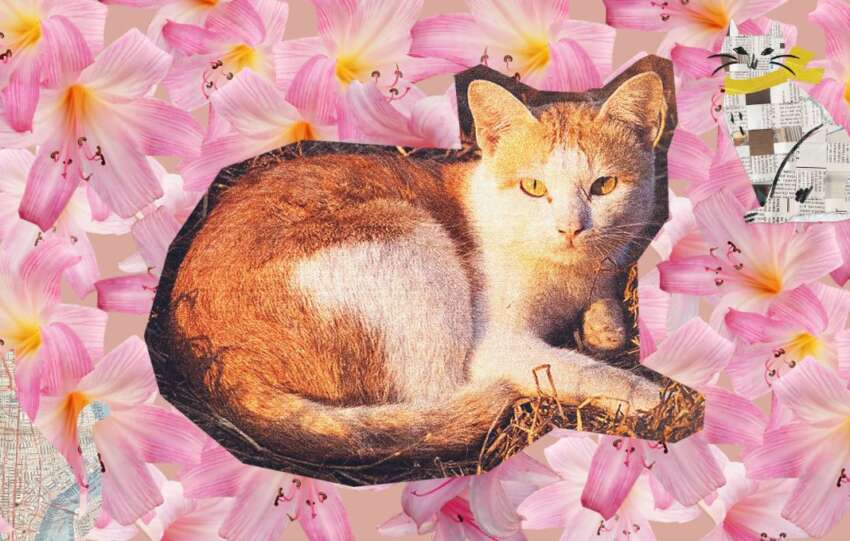 ¿Eres una catlover? La CDMX inaugurará el El Museo del Gato